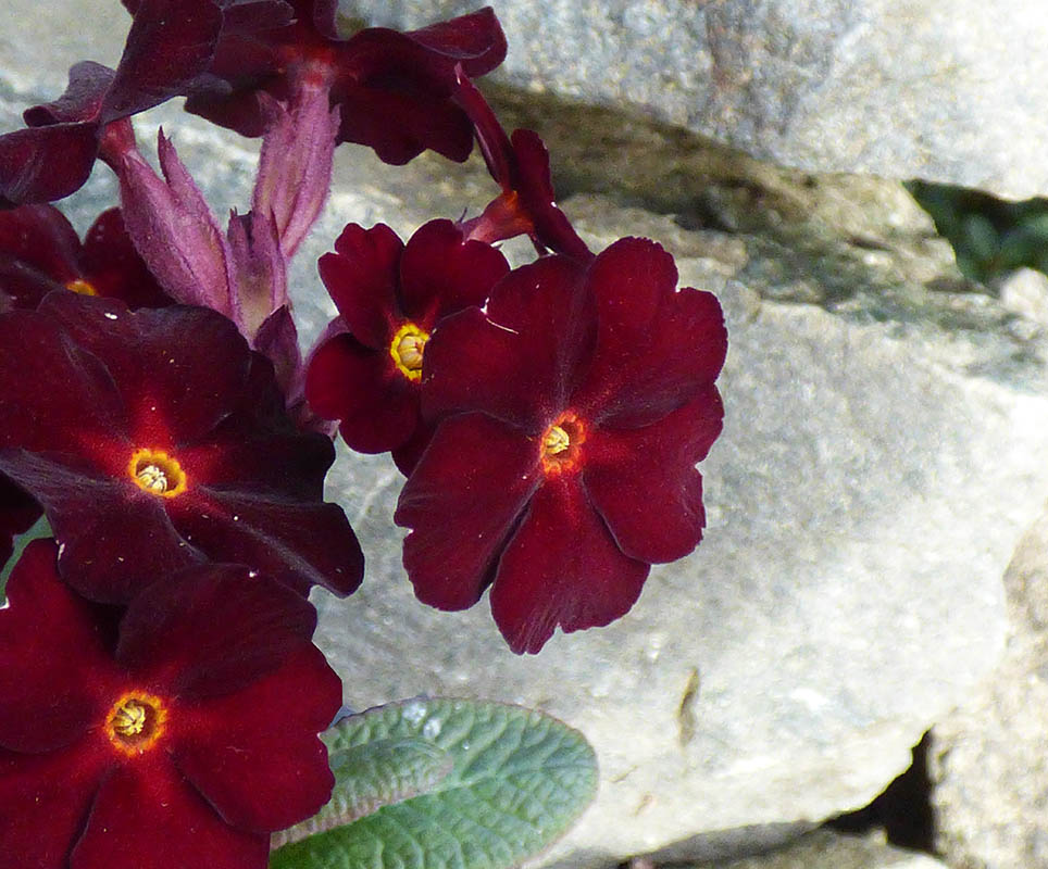 Primula x juliae 'Fireflies'
